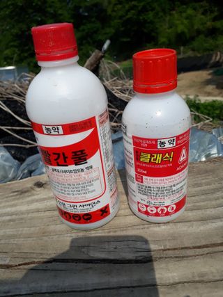 호백운님의 매실 · 병해충상담 작성글 사진