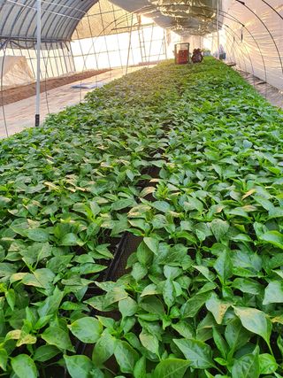 멋진여성농님의 고추 · 병해충상담 작성글 사진