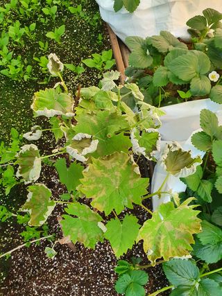 멋진여성농님의 고추 · 병해충상담 작성글 사진