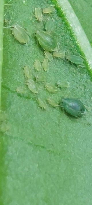 한마음농원님의 고추 · 병해충상담 작성글 사진