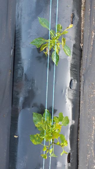 안경애님의 고추 · 병해충상담 작성글 사진