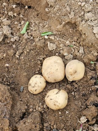 이영재님의 감자 · 자유게시판 작성글 사진