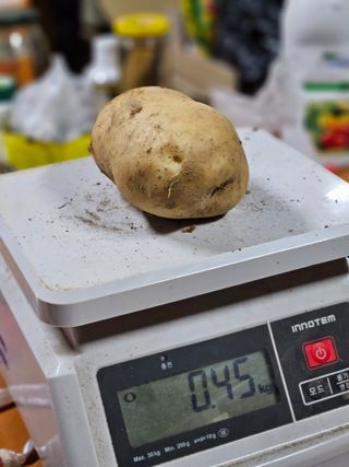 이영재님의 감자 · 자유게시판 작성글 사진