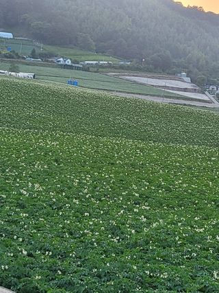 홍천산채농원님의 우리동네 · 동네자랑 작성글 사진