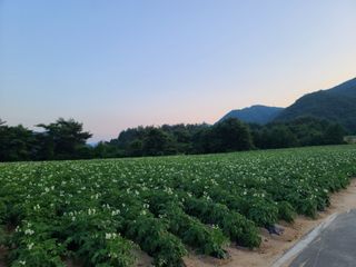 홍천산채농원님의 우리동네 · 동네자랑 작성글 사진