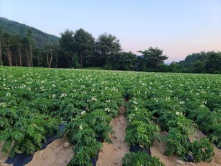 홍천산채농원님의 우리동네 · 동네자랑 작성글 사진