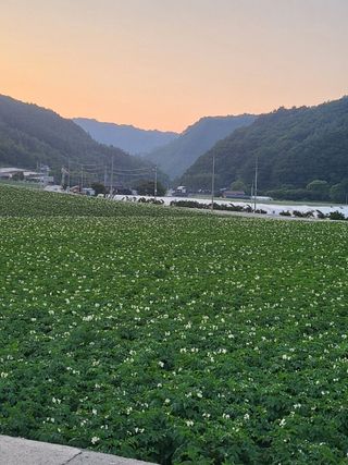 홍천산채농원님의 우리동네 · 동네자랑 작성글 사진