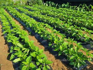 성훈경님의 참깨 · 자유게시판 작성글 사진