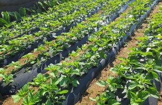 성훈경님의 참깨 · 자유게시판 작성글 사진