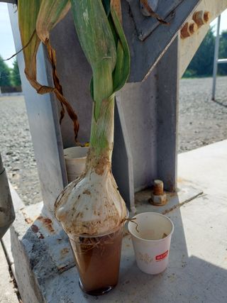 박무희님의 마늘 · 품종•종자 작성글 사진