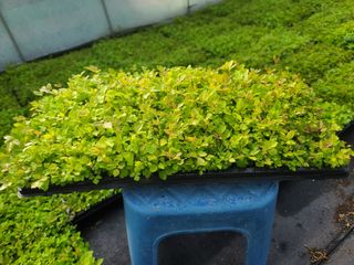 홍천산채농원님의 기타작물 · 자유게시판 작성글 사진