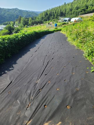 홍천산채농원님의 기타작물 · 자유게시판 작성글 사진