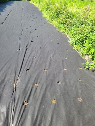 홍천산채농원님의 기타작물 · 자유게시판 작성글 사진