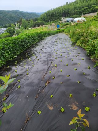 홍천산채농원님의 기타작물 · 자유게시판 작성글 사진
