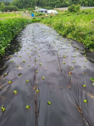 홍천산채농원님의 기타작물 · 자유게시판 작성글 사진
