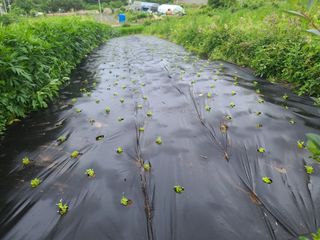 홍천산채농원님의 기타작물 · 자유게시판 작성글 사진