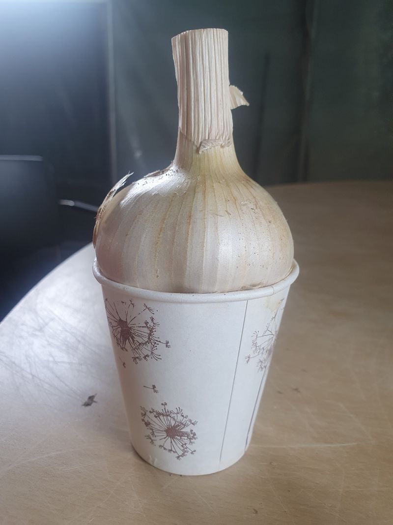 장터 상품 [홍산 마늘과한지형밭마늘] 썸네일