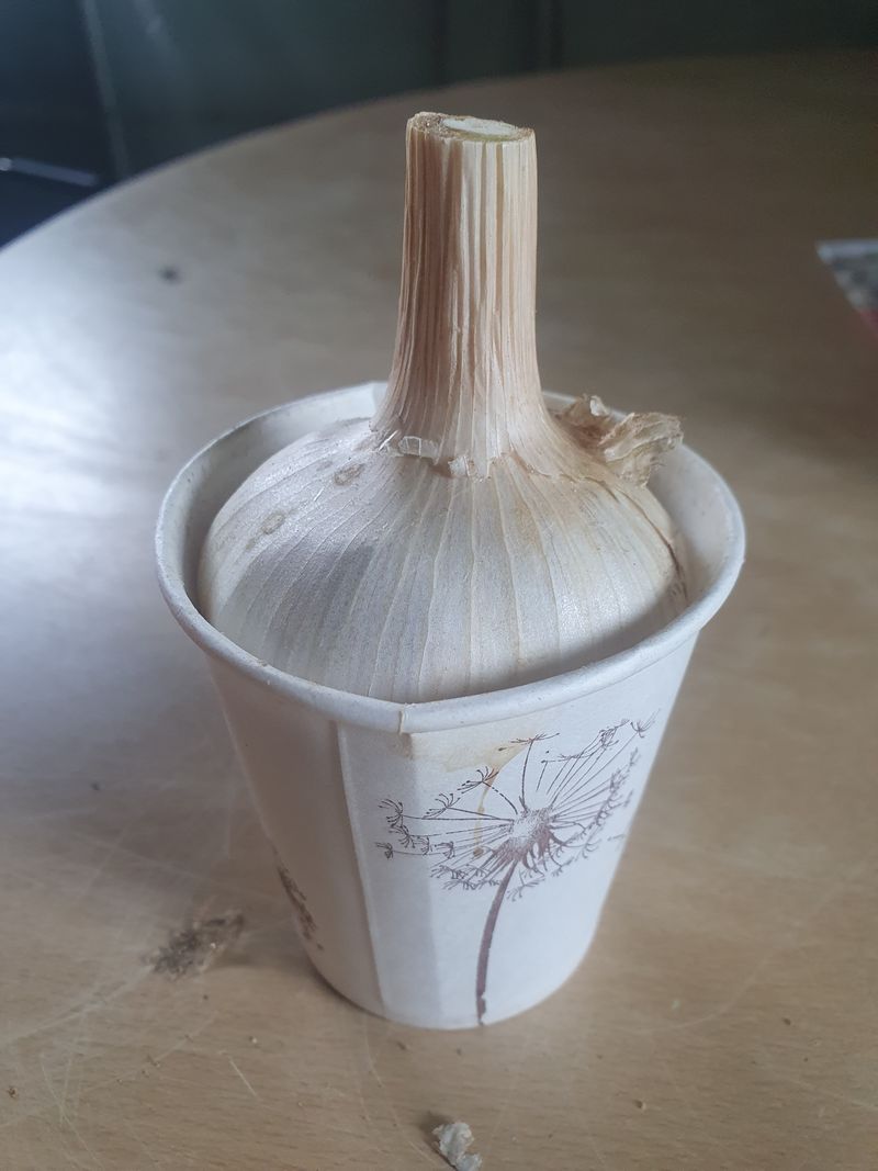 이철우님의 장터 판매 상품 [홍산 마늘과한지형밭마늘] 첨부 사진