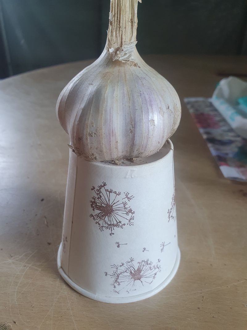 이철우님의 장터 판매 상품 [홍산 마늘과한지형밭마늘] 첨부 사진