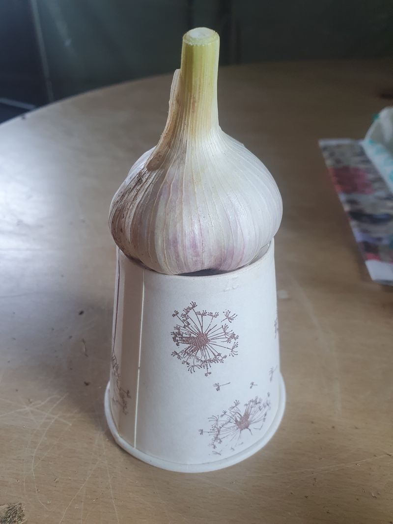 이철우님의 장터 판매 상품 [홍산 마늘과한지형밭마늘] 첨부 사진