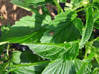 고산1128님의 참깨 · 병해충상담 작성글 사진