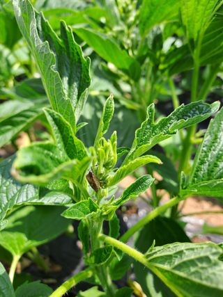 고산1128님의 참깨 · 병해충상담 작성글 사진