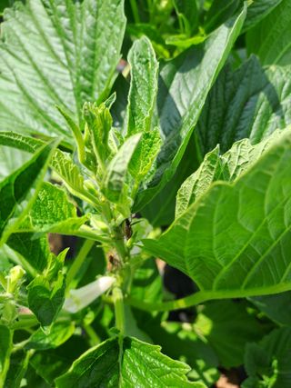 고산1128님의 참깨 · 병해충상담 작성글 사진