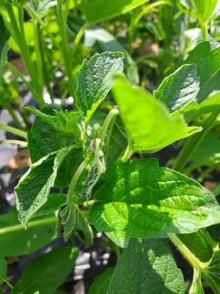 고산1128님의 참깨 · 병해충상담 작성글 사진