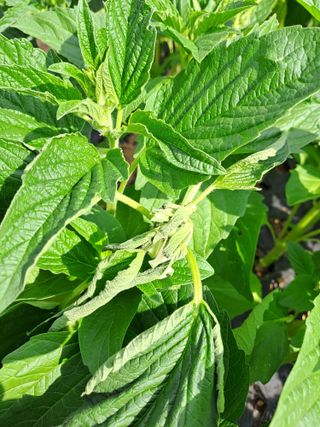 고산1128님의 참깨 · 병해충상담 작성글 사진