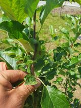 팜모닝 사과·병해충상담 게시글 이미지