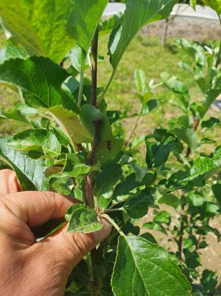 곰배령에 살자님의 사과 · 병해충상담 작성글 사진