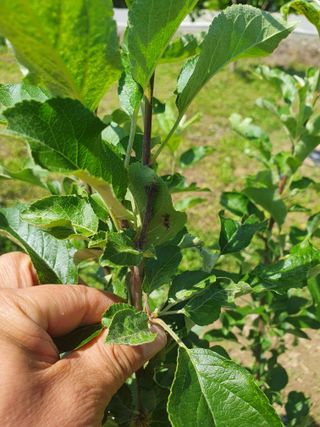 곰배령에 살자님의 사과 · 병해충상담 작성글 사진