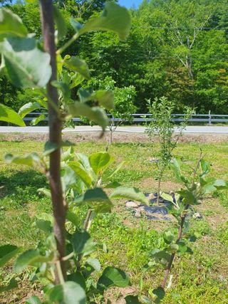 곰배령에 살자님의 사과 · 병해충상담 작성글 사진