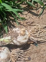 팜모닝 마늘·품종•종자 게시글 이미지