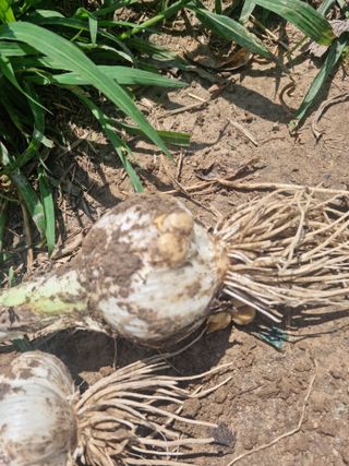 배짱이농업님의 마늘 · 품종•종자 작성글 사진