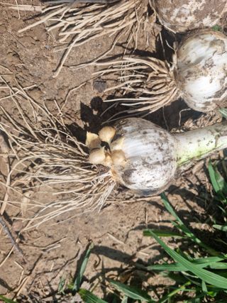 배짱이농업님의 마늘 · 품종•종자 작성글 사진