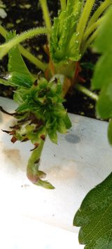 팜모닝 딸기·병해충상담 게시글 이미지