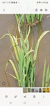 팜모닝 벼·병해충상담 게시글 이미지