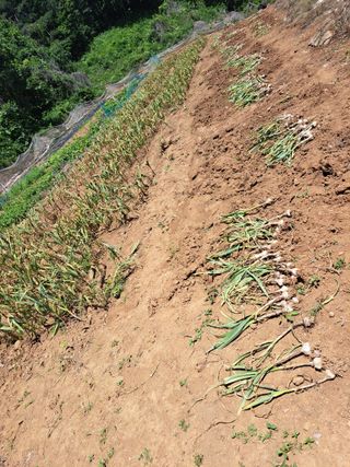 홍반장님의 마늘 · 일상 작성글 사진