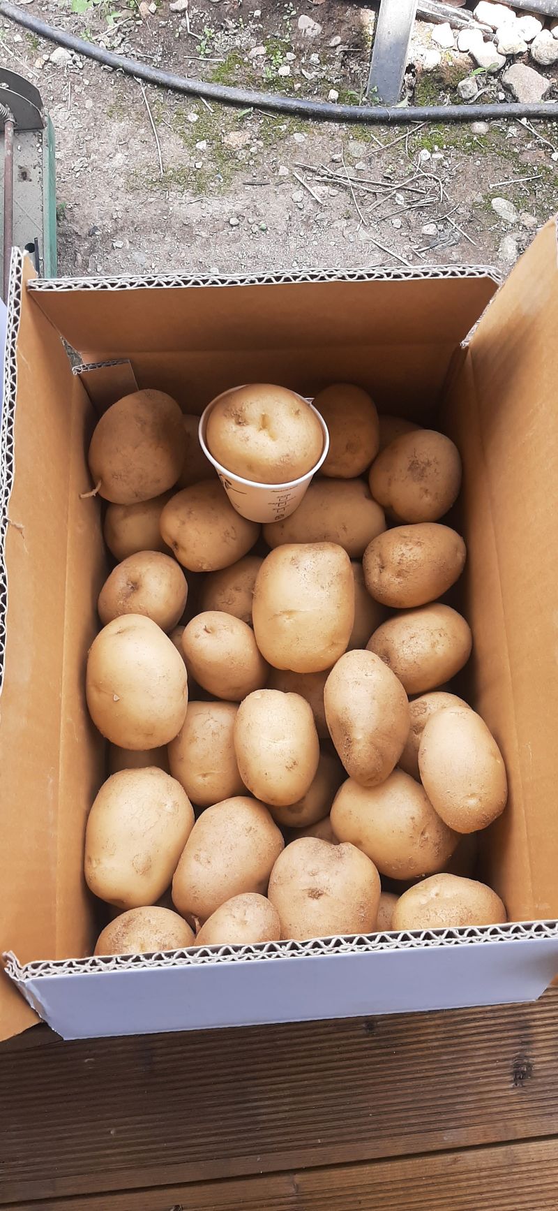 이강재님의 장터 판매 상품 [수미감자 10kg] 첨부 사진