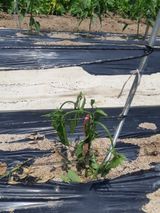 팜모닝 고추·병해충상담 게시글 이미지