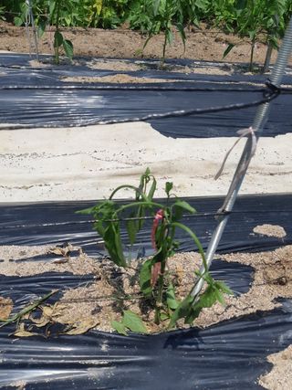 신 난다님의 고추 · 병해충상담 작성글 사진