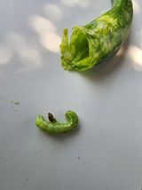 팜모닝 고추·병해충상담 게시글 이미지