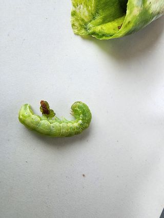 조용오님의 고추 · 병해충상담 작성글 사진