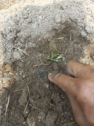 이성수님의 콩 · 자유게시판 작성글 사진