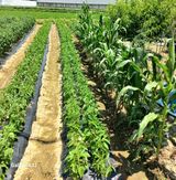 팜모닝 벼·영농일지 게시글 이미지