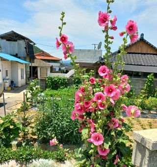 조준제님의 벼 · 영농일지 작성글 사진