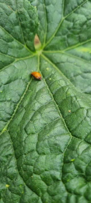 조순익님의 오이 · 병해충상담 작성글 사진