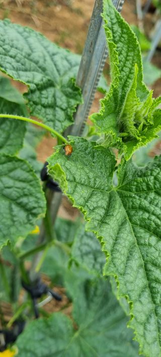 조순익님의 오이 · 병해충상담 작성글 사진