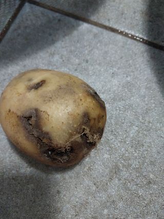 남기하님의 감자 · 병해충상담 작성글 사진